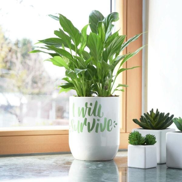 Uniball Posca Boyama Markörü PC-8K 8.0 mm 7+1 Metalik Renkler